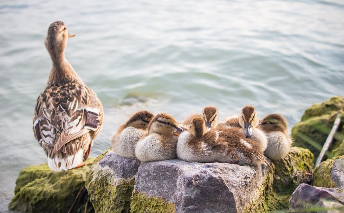 Daunen von Enten