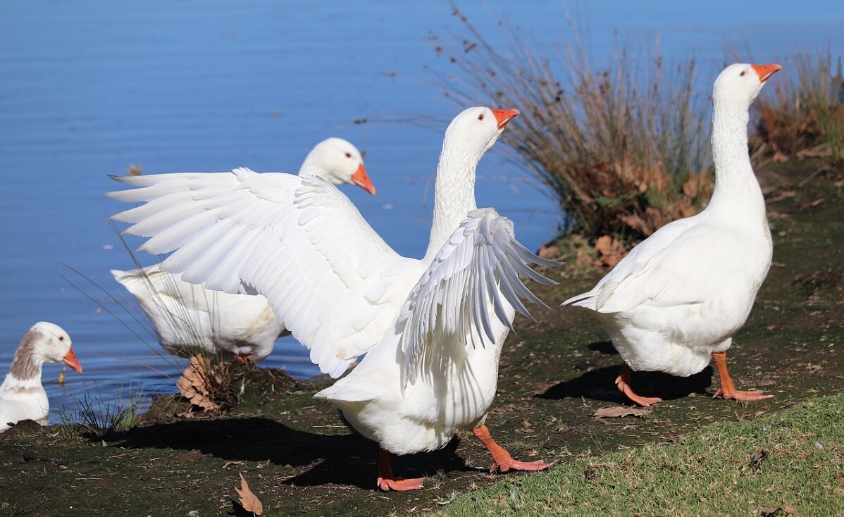 Daunen von Gänsen