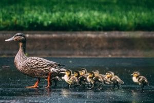 Tierschutz Enten