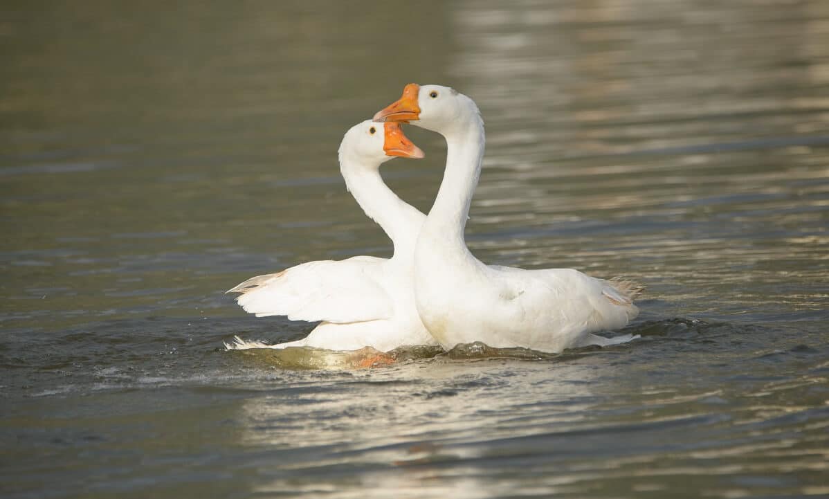 GTD Tierschutz Daunen